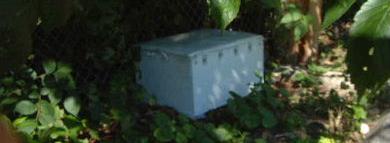 My worm composting bin in summer.