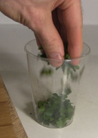 Putting the spinach in a container for making chlorophyll.