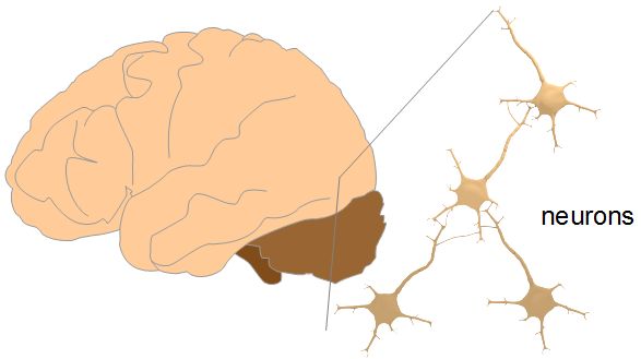 Human brain and neurons.