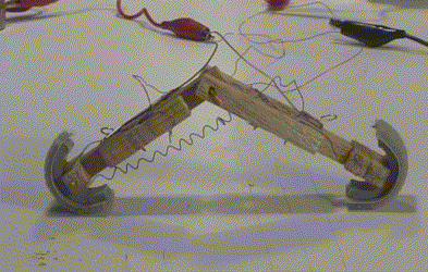 Animation of nitinol wire/shape memory alloy inchworm walking
      one step.