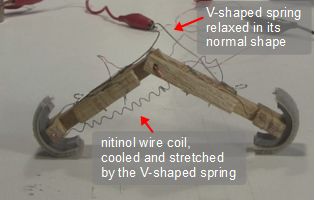 Legs spread apart by the V-shaped spring.