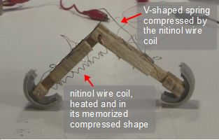 Legs closed together by the heated nitinol wire/shape memory
      alloy coil in its memorized shape.
