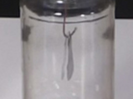 The electroscope leafs together again 2:26 later after the photoelectric effect has done its thing.