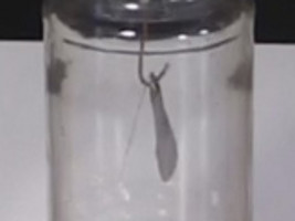 The electroscope leafs spread apart before the photoelectric effect has done its thing.