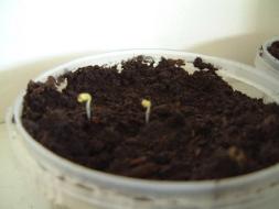 Broccoli germinating