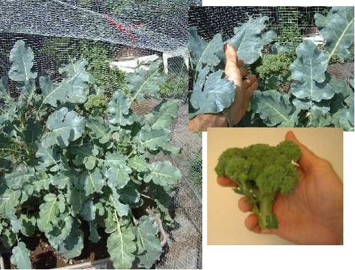 Broccoli flowers on the plant