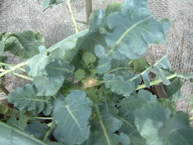 Broccoli stem after removing the broccoli.